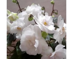 DS-Невеста 547